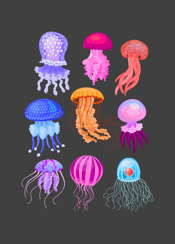 Jelly Sea Water Gift