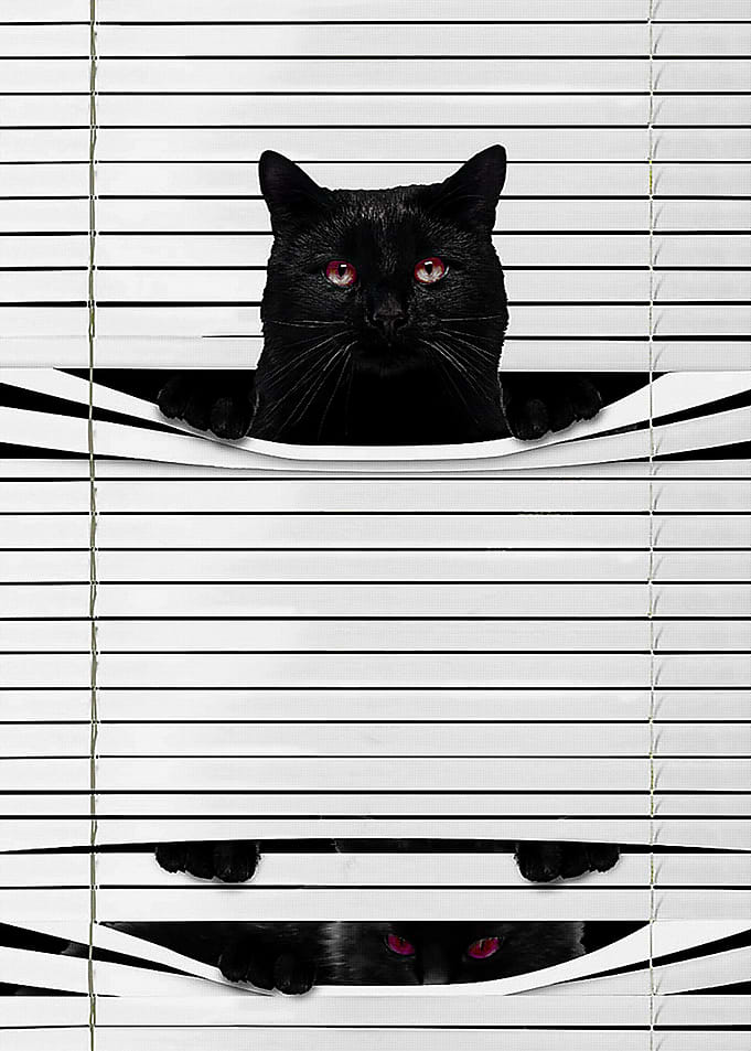 Black Cat Window Halloween