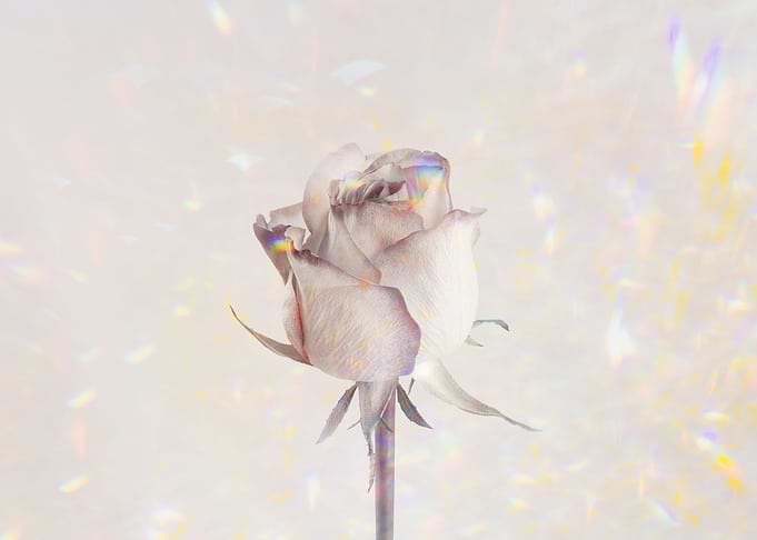 White Rose