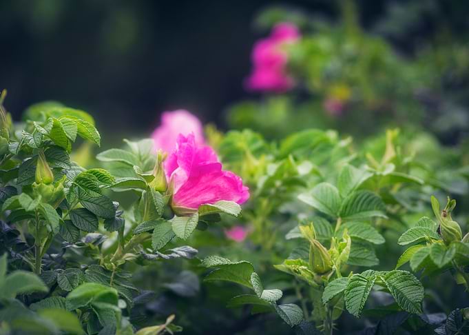 Rose Flower in Summer Gard