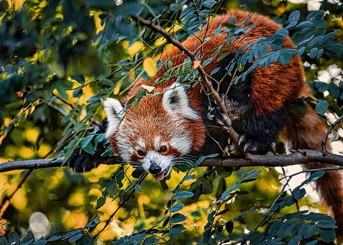 Red Panda