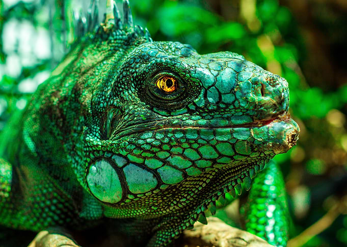 Iguana face