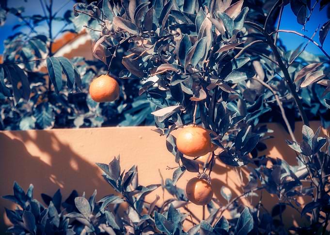Tangerines In Garden