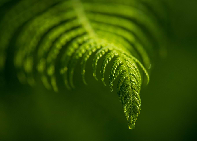 Fern