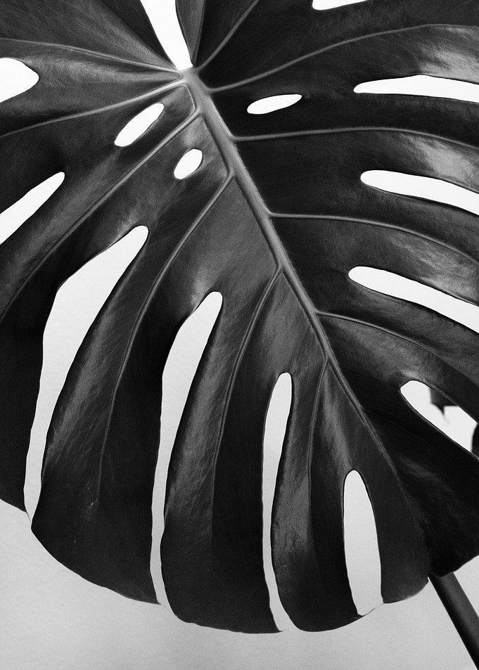 Monstera Leaf 3