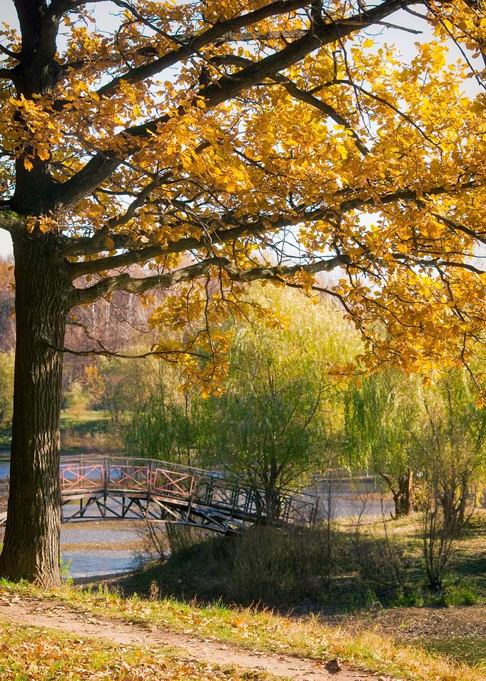 Autumn Leaves in Falltime