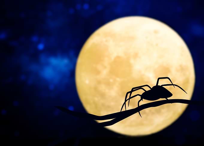 Night Crawlies
