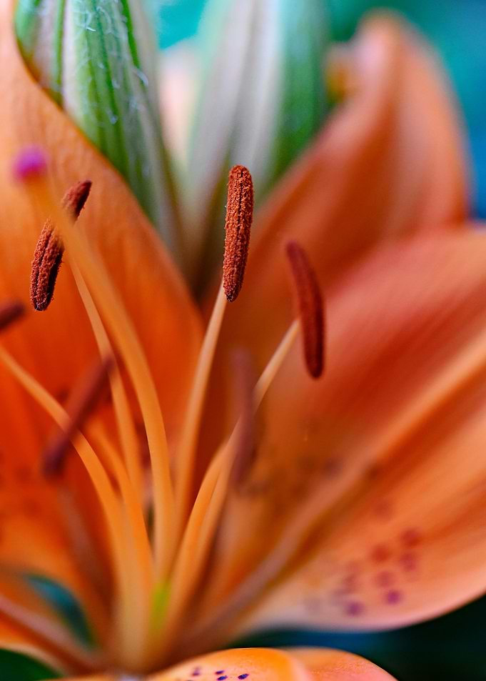 Clivie in bright orange