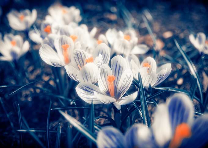 Spring Flowers