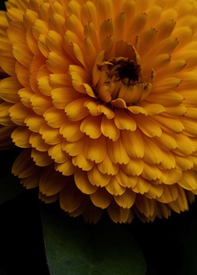 Flower Macro Photo