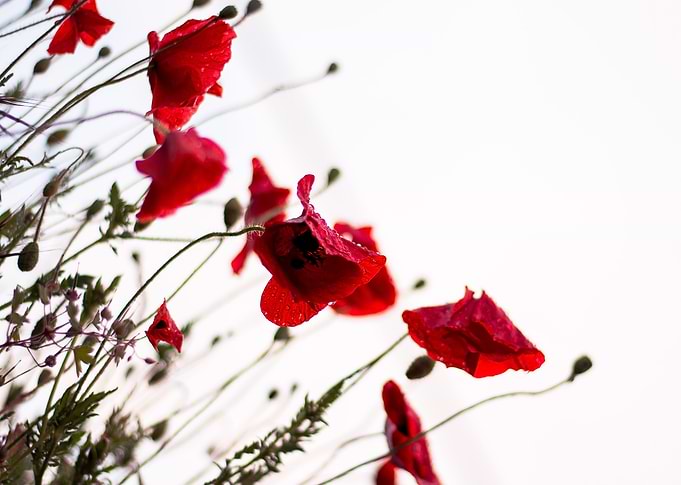 Poppies in the field