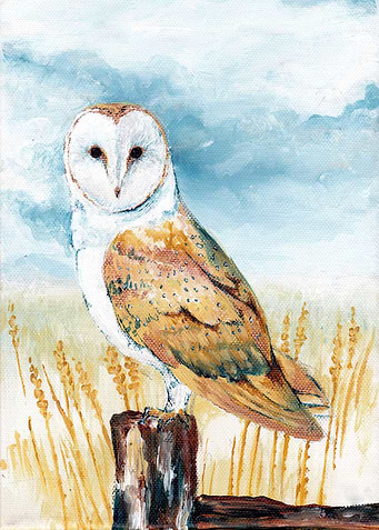 Barn Owl