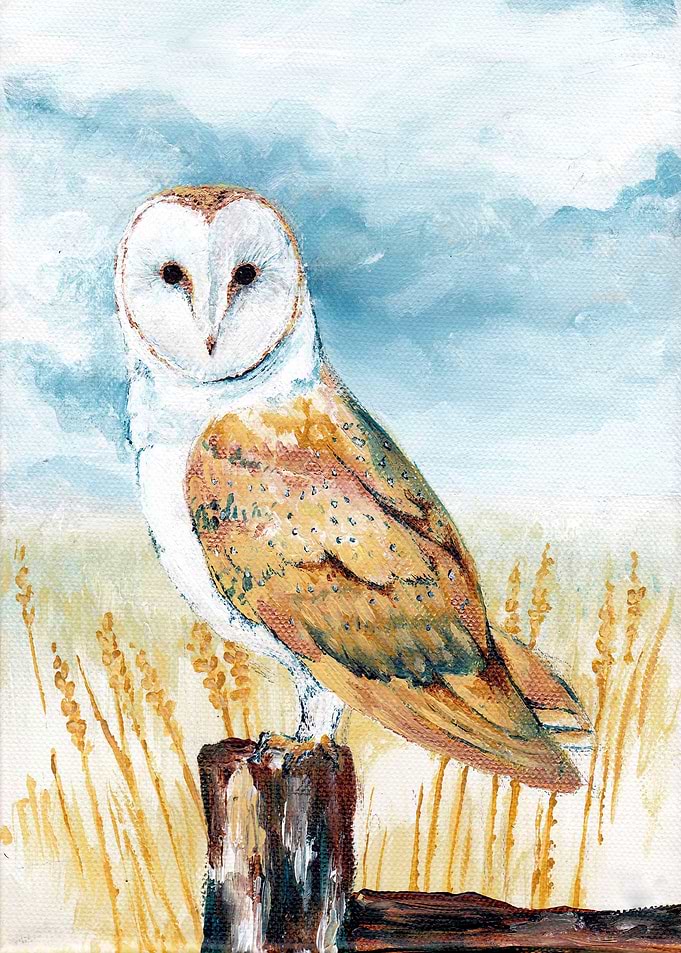 Barn Owl