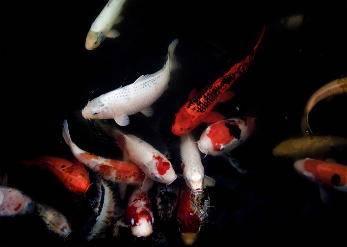 Koi japan