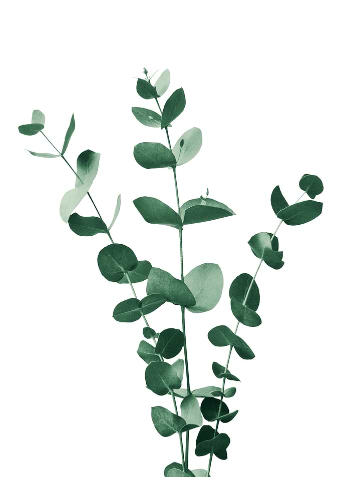 Eucalyptus Branch Dream 1