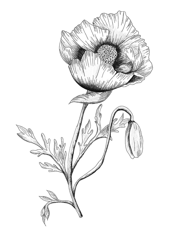 Poppy Flower