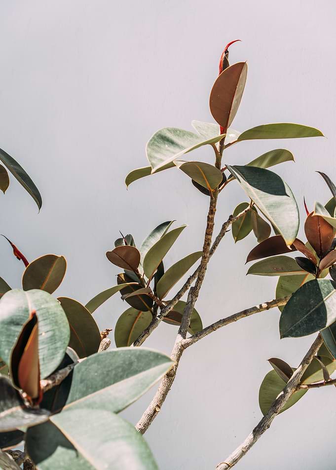 Green Leaves on Grey
