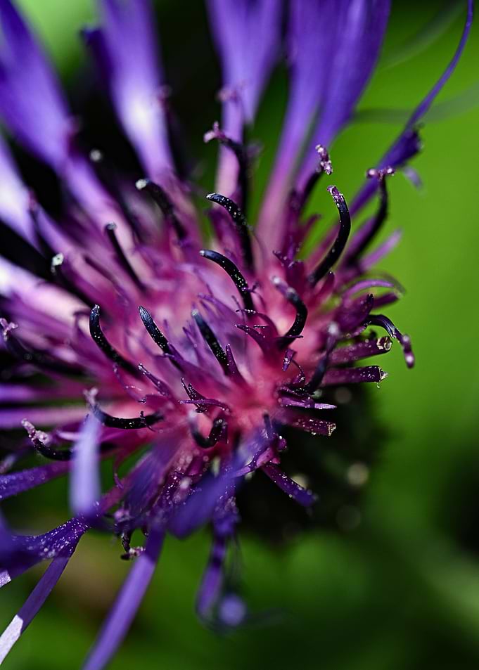 Purple Scifi Plant
