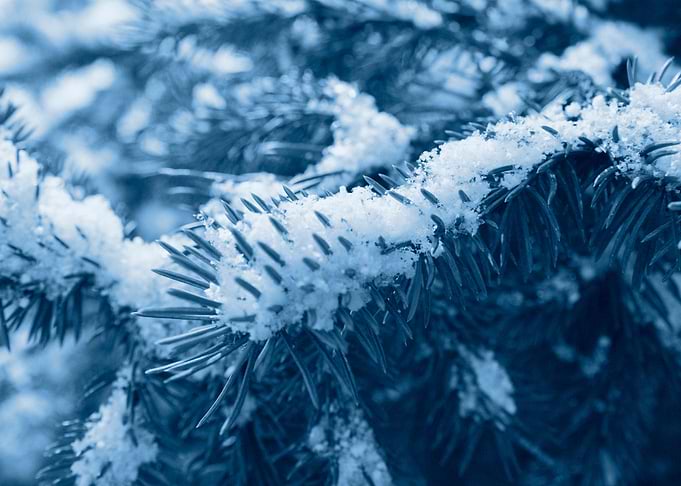 FirTree in Winter Forest