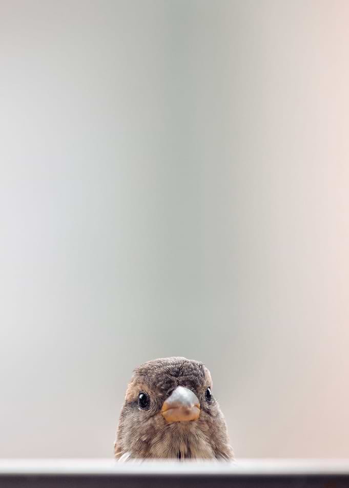 Sparrow
