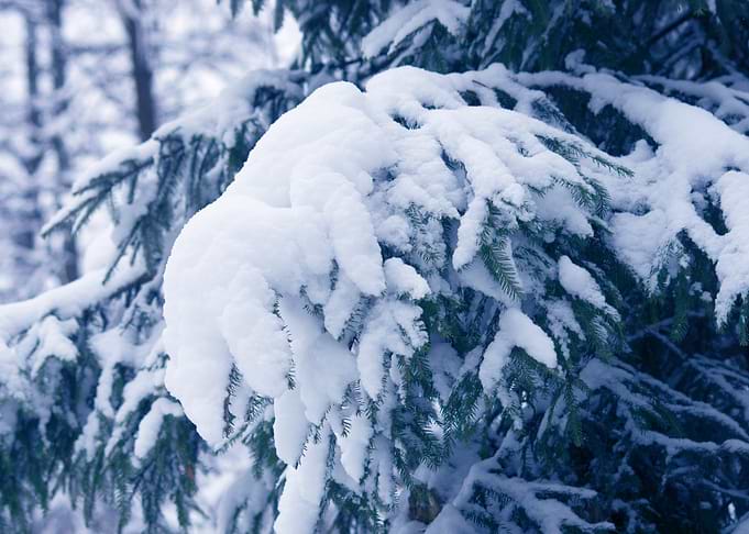 Snow Covered Winter Forest