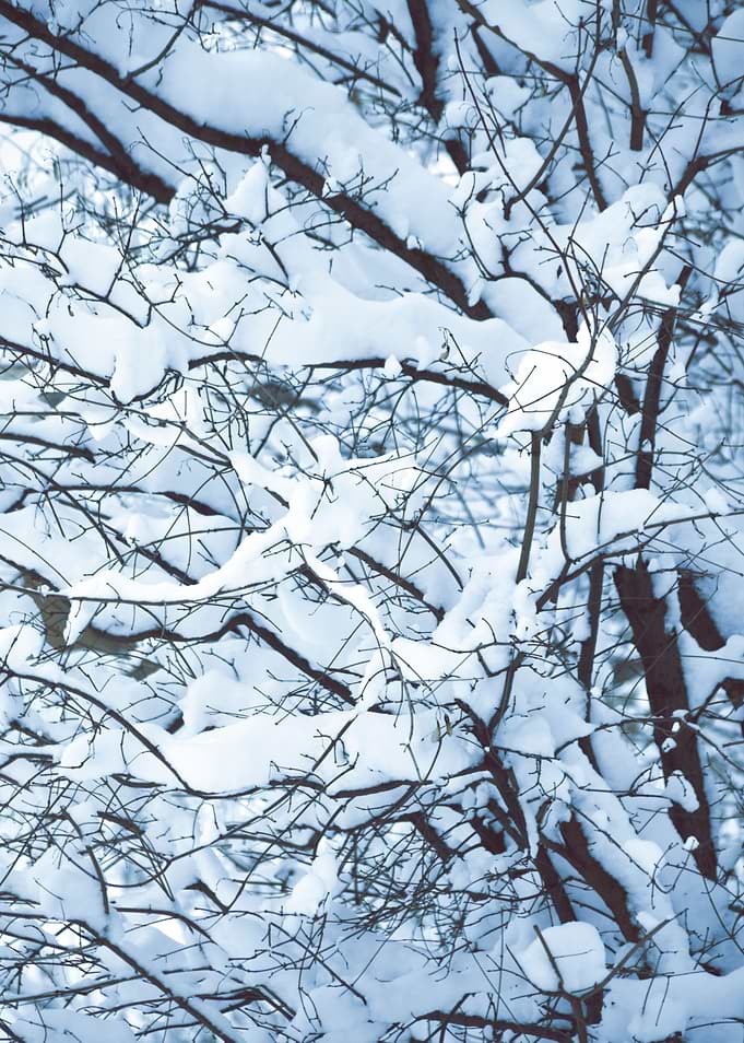Winter Forest