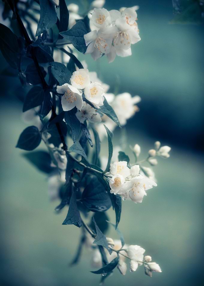Jasmine in Summer Garden