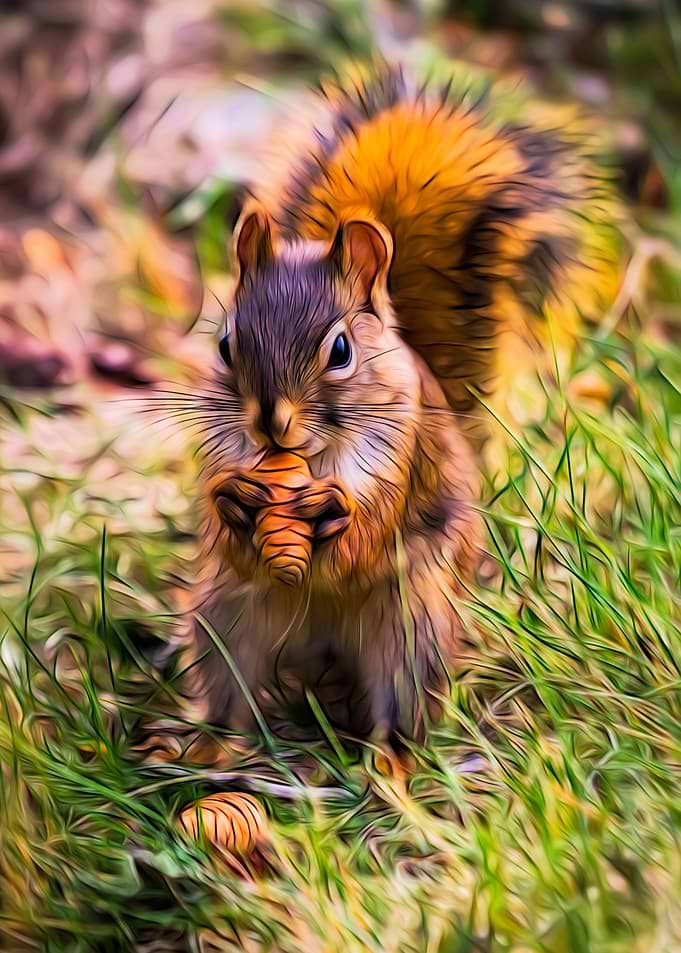 Red Squirrel