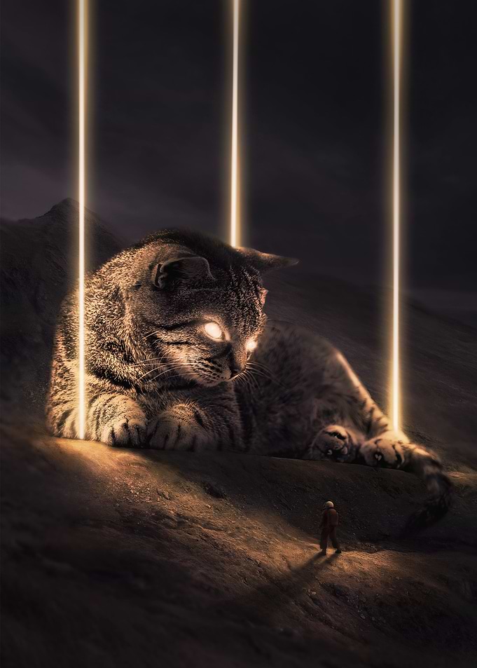 Cat in Space