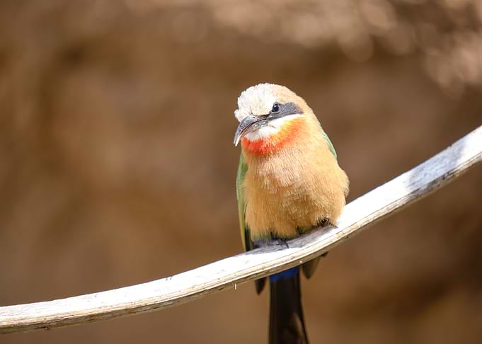 Perching Bird