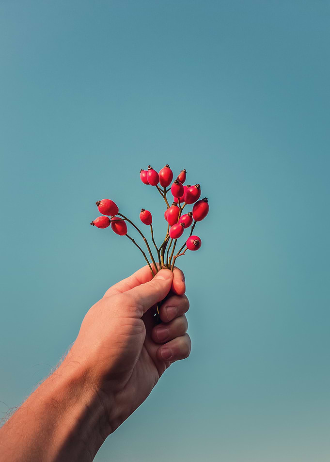 hand holding brier twigs