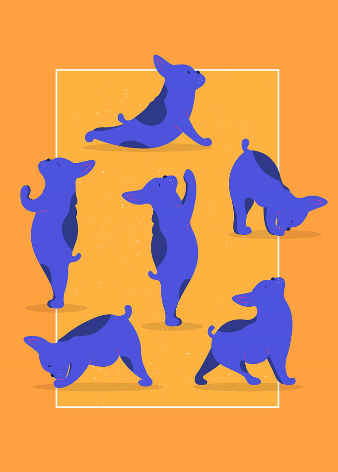 Funny bulldogs meditation