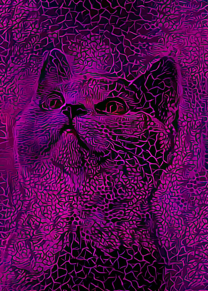 Kitten Fantasy