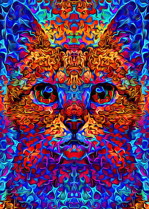 Kitten Colorful Space