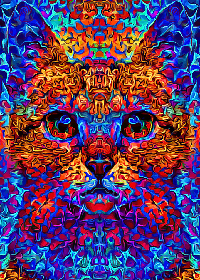Kitten Colorful Space