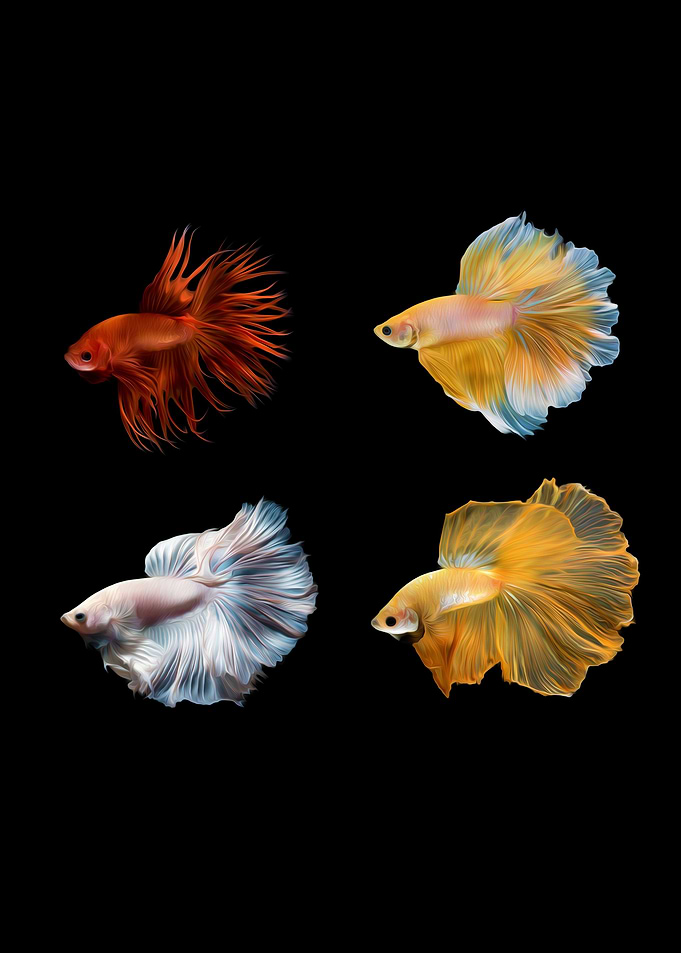 Betta fish siamese Koi IV