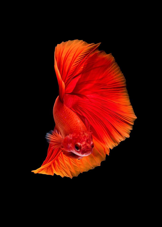 Betta fish siamese Koi III