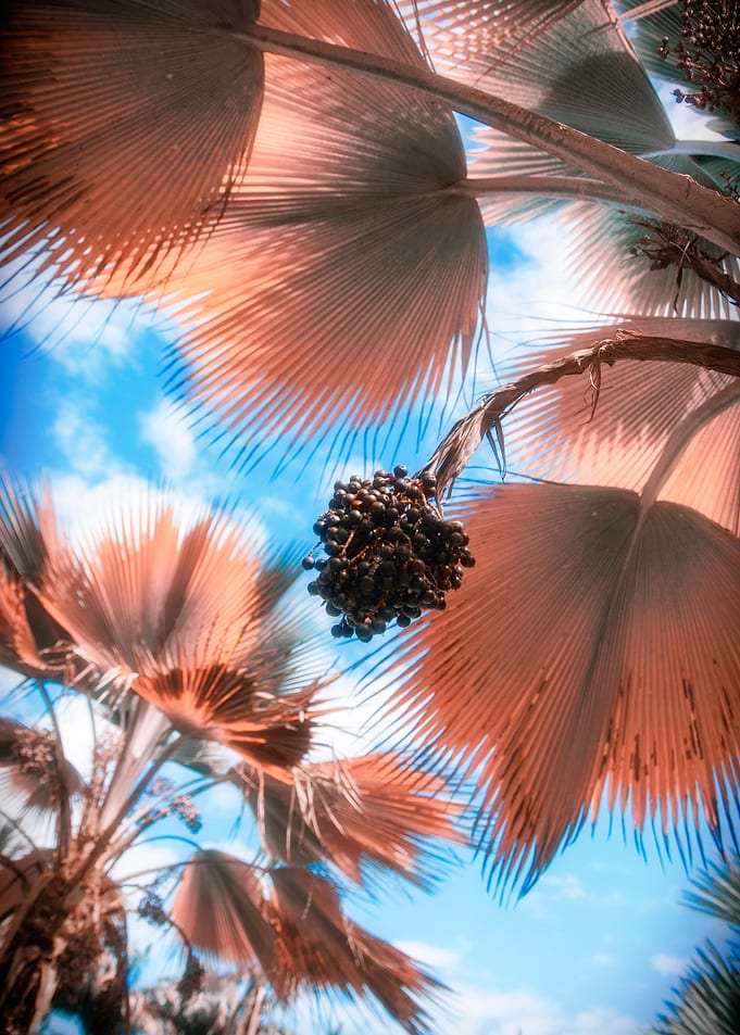 Palm in Tropical Garden