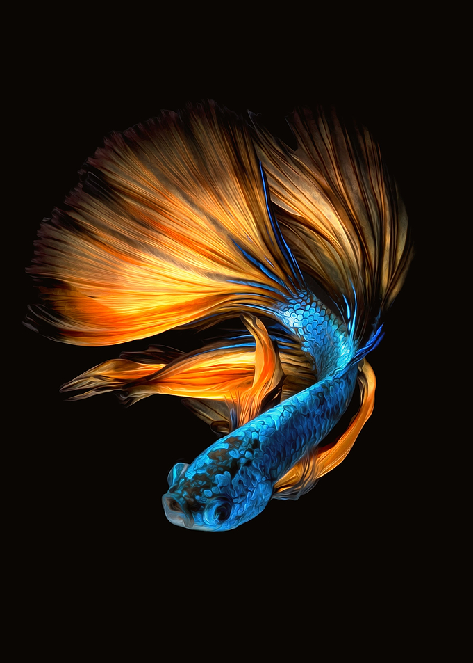 Betta fish siamese Koi II