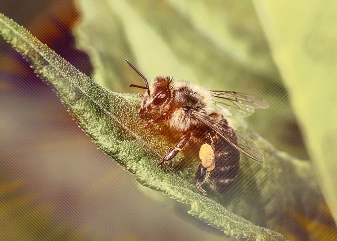 bee