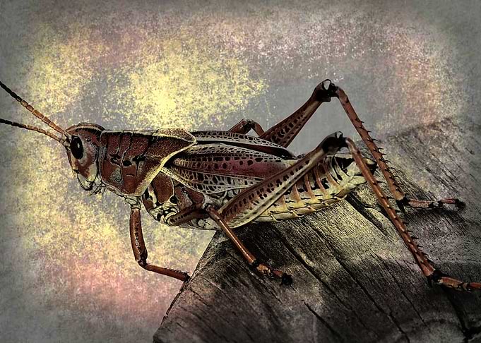 grasshopper
