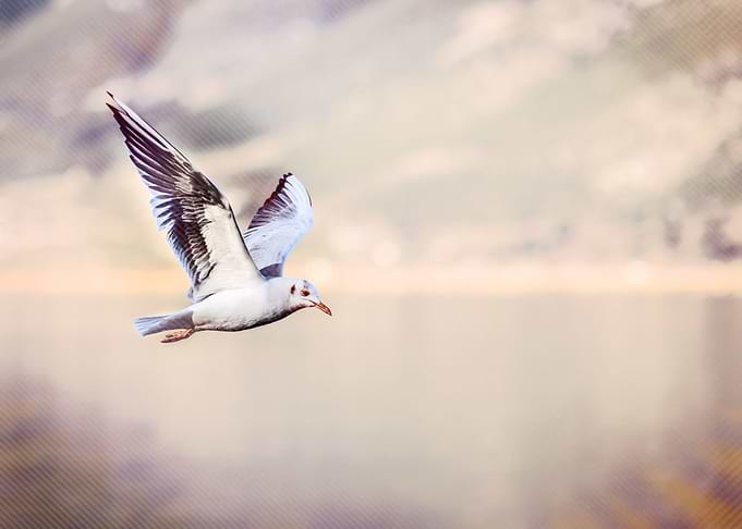 bird