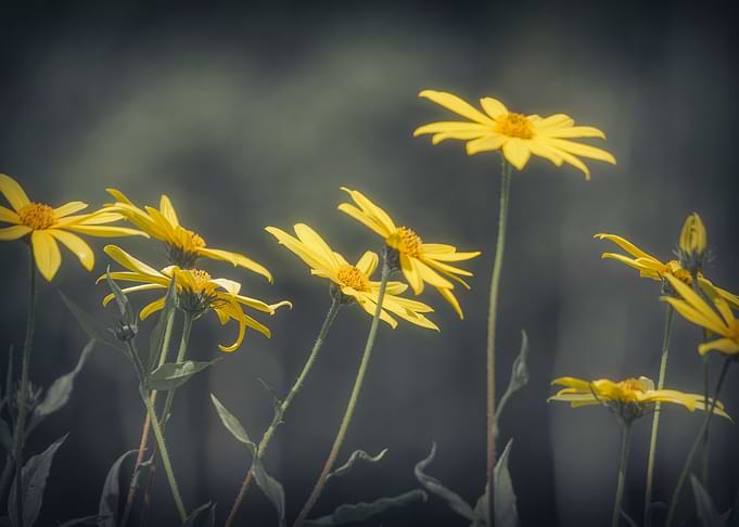 Flowers in Summer Garden