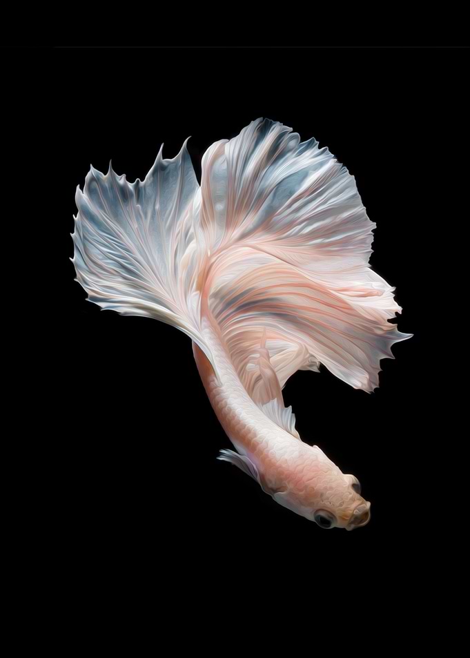 Betta fish siamese Koi V
