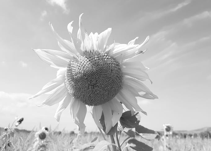 Bohemian sunflower field