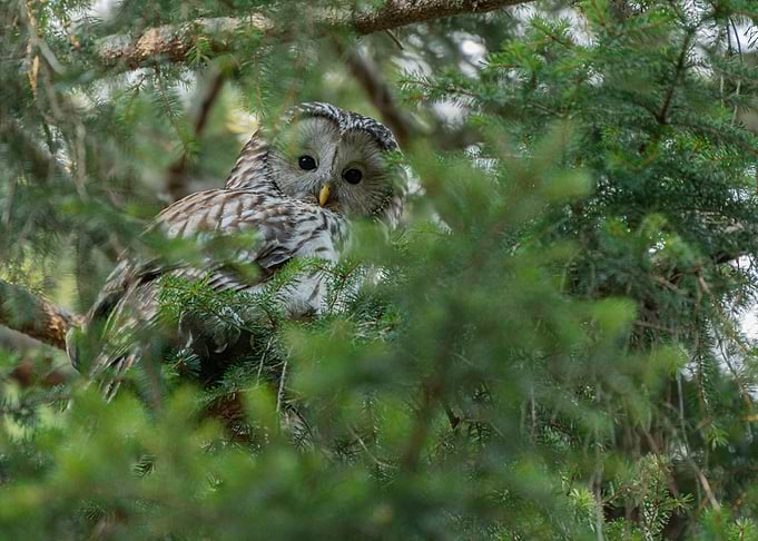 Ural owl