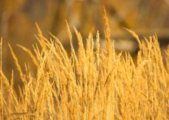 Golden Grass