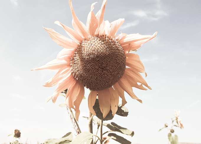 Retro sunflower