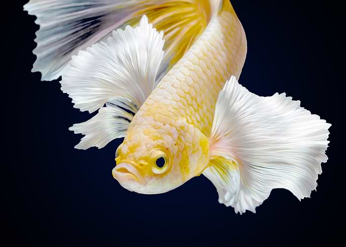 Betta fish siamese Koi X