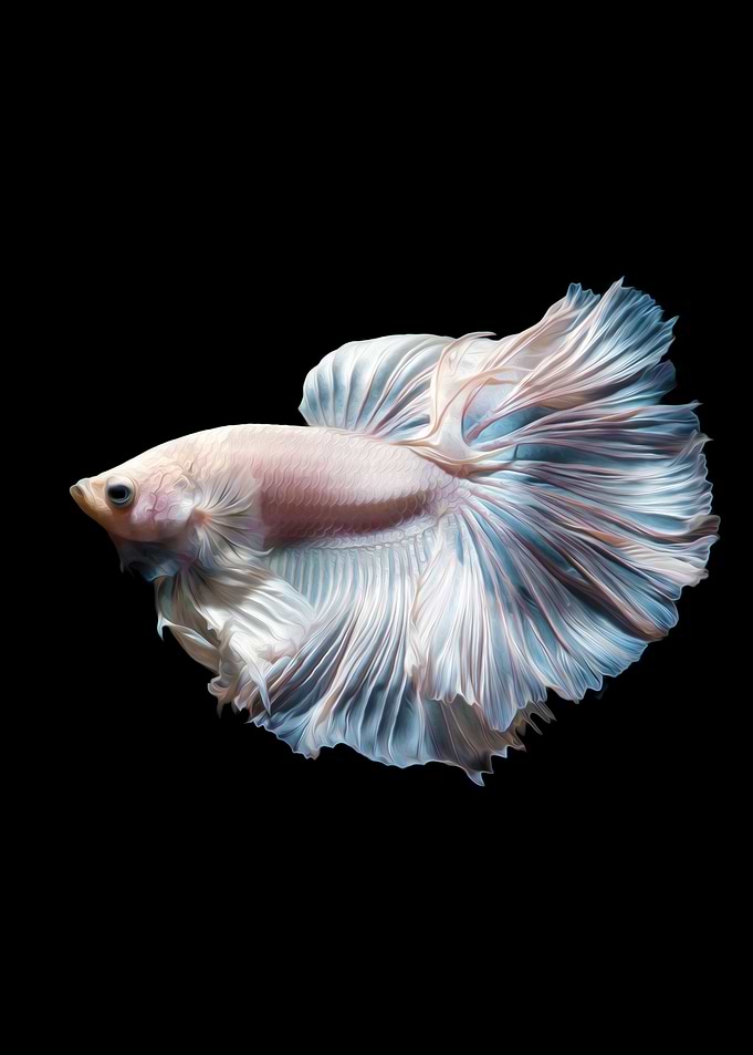 Betta fish siamese Koi VII